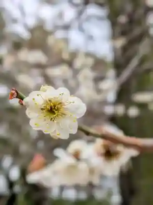 布多天神社(東京都)
