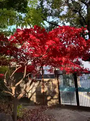 天神社（桑津天神社）の自然