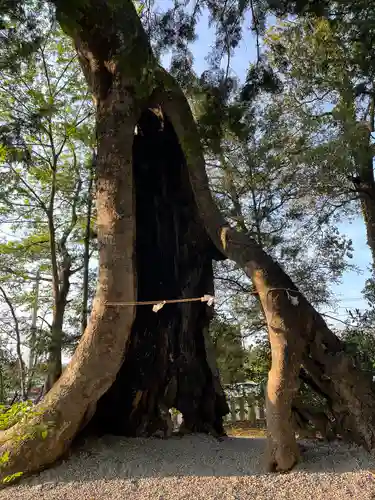 上野総社神社の自然