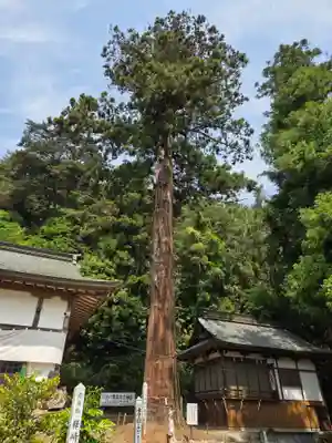 樺崎八幡宮(栃木県)