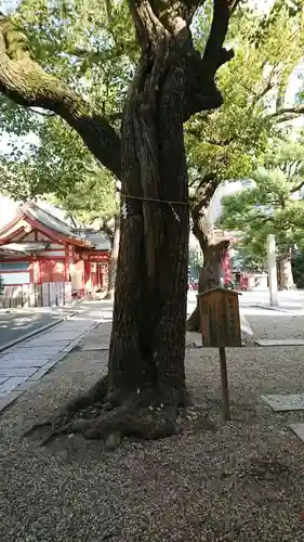 御霊神社の自然