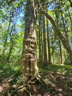 戸隠神社奥社(長野県)
