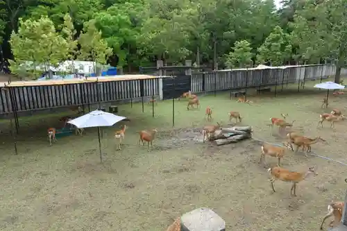 春日大社の動物