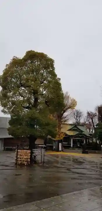 亀有香取神社の自然