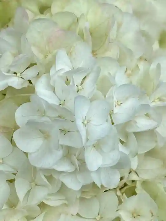 妙蓮寺(神奈川県)