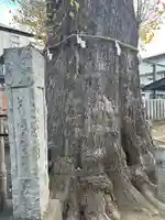 出世稲荷神社(埼玉県)