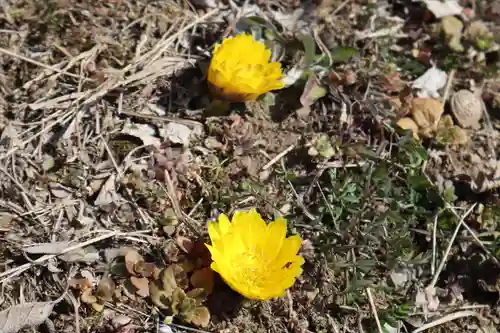 宝登山神社の自然