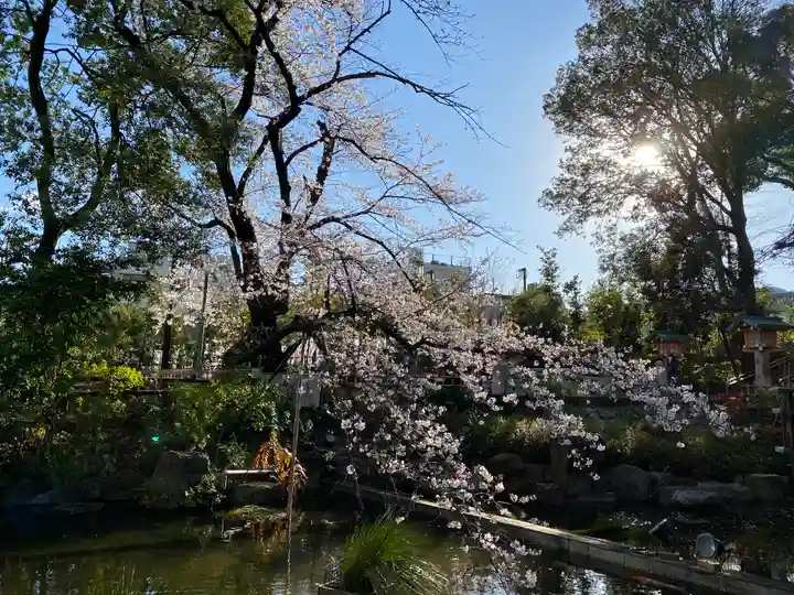 東郷神社の自然