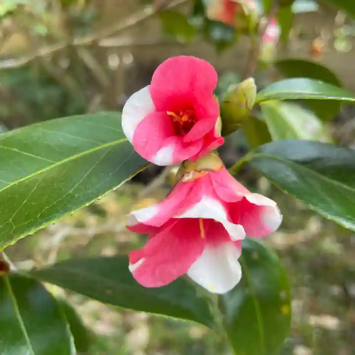 光則寺(神奈川県)
