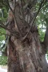 須賀神社の自然