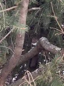 留辺蘂神社の動物(2024年03月11日(月) 22時18分23秒投稿)