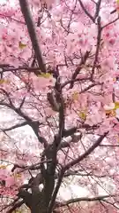 尾張大國霊神社（国府宮）の自然