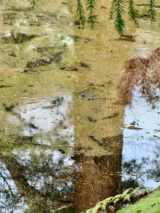 函館八幡宮の動物