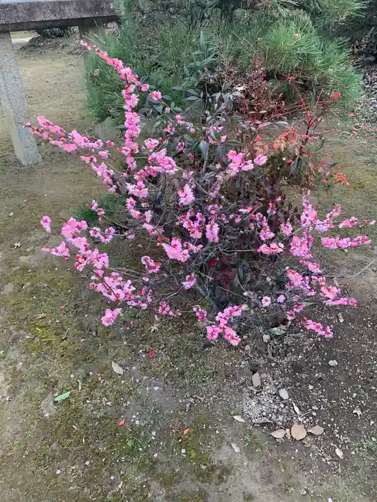 天神社(井堀)の庭園