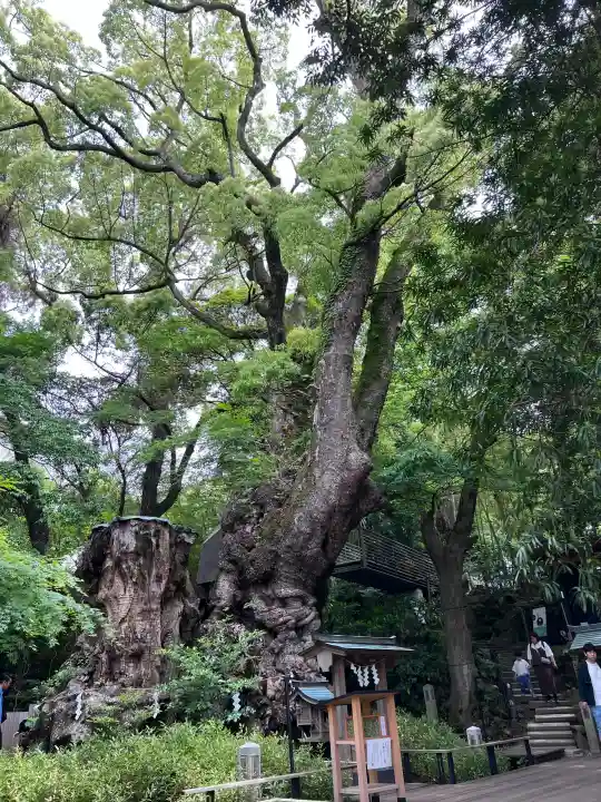 來宮神社の{uncategorized: "未分類", other: "その他", undefined: "問題あり", building: "その他建物", grave: "お墓", sacred_gate: "鳥居", guardian: "狛犬", statue: "像", buddha: "仏像", history: "歴史", nature: "自然", garden: "庭園", animal: "動物", pagoda: "塔", temizu: "手水舎", mountain_gate: "山門・神門", sanctuary: "本殿・本堂", subordinate: "末社・摂社", art: "芸術", scenery: "景色", jizo: "地蔵", ema: "絵馬", goshuin: "御朱印", omikuji: "おみくじ", items: "授与品その他", amulet: "お守り", goshuincho: "御朱印帳", eats: "食事", festival: "お祭り", votive_dance: "神楽", shichigosan: "七五三参", wedding: "結婚式", experience: "体験その他", initially: "初詣", around: "周辺", anti_infection: "感染症対策"}