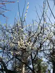 代々木八幡宮の自然