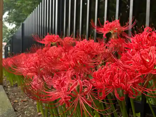 国府台天満宮の自然