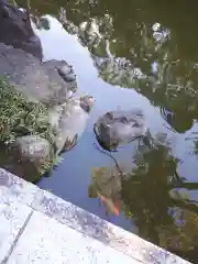 西宮神社の動物