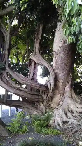 神社(名称不明)の自然