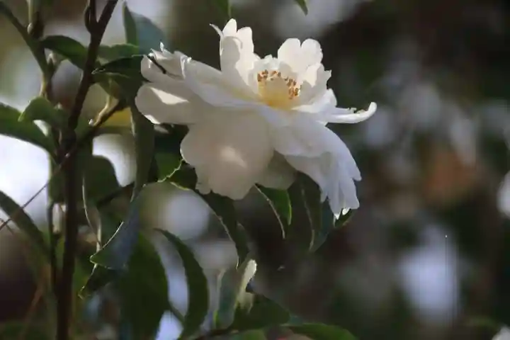 豊景神社の庭園