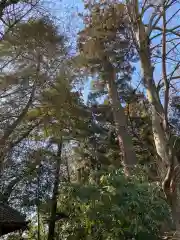 野木神社の自然