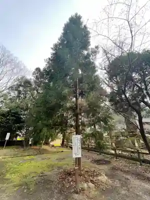 雲八幡宮の自然