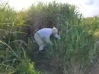 伏木香取神社(茨城県)