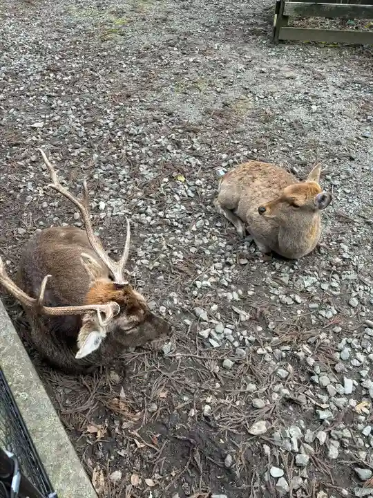 彌彦神社(新潟県)