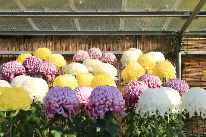 橿原神宮(奈良県)