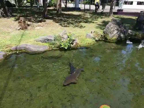 北海道護國神社の動物