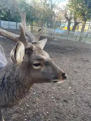 相州春日神社(神奈川県)