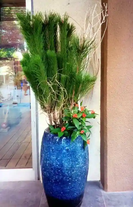 阿佐ヶ谷神明宮(東京都)