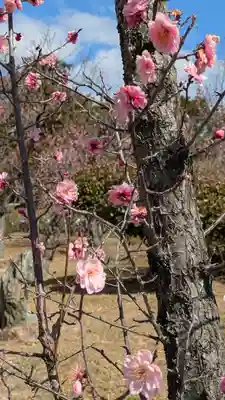 隨心院（随心院）(京都府)
