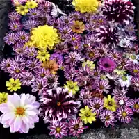 大鏑神社の手水舎