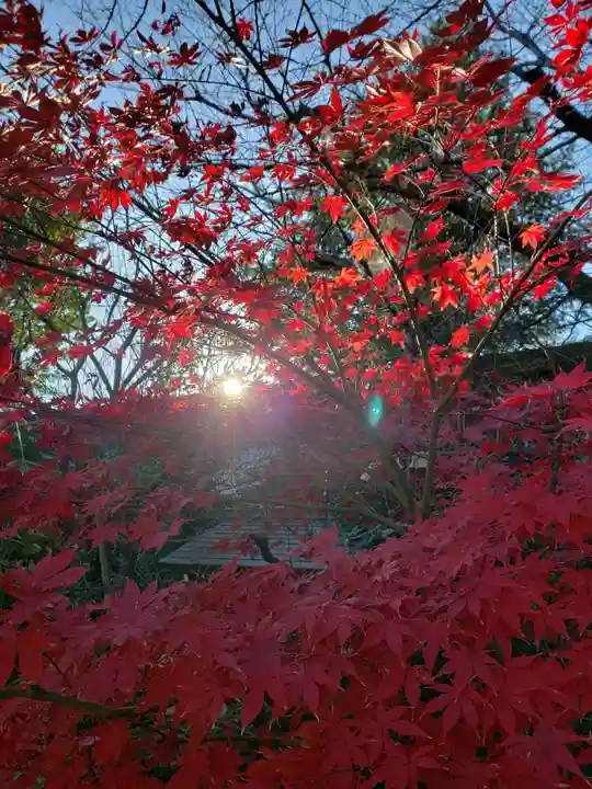 阿佐ヶ谷神明宮の自然