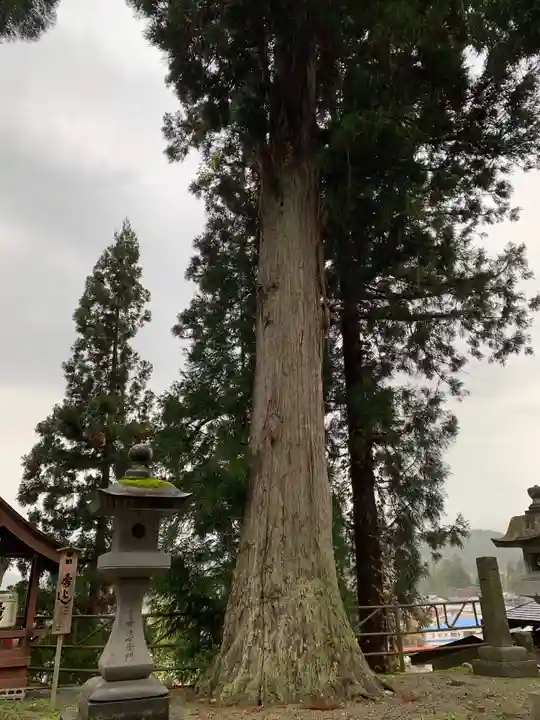 角館総鎮守 神明社の自然