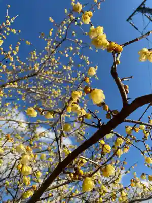 羽黒山神社の{uncategorized: "未分類", other: "その他", undefined: "問題あり", building: "その他建物", grave: "お墓", sacred_gate: "鳥居", guardian: "狛犬", statue: "像", buddha: "仏像", history: "歴史", nature: "自然", garden: "庭園", animal: "動物", pagoda: "塔", temizu: "手水舎", mountain_gate: "山門・神門", sanctuary: "本殿・本堂", subordinate: "末社・摂社", art: "芸術", scenery: "景色", jizo: "地蔵", ema: "絵馬", goshuin: "御朱印", omikuji: "おみくじ", items: "授与品その他", amulet: "お守り", goshuincho: "御朱印帳", eats: "食事", festival: "お祭り", votive_dance: "神楽", shichigosan: "七五三参", wedding: "結婚式", experience: "体験その他", initially: "初詣", around: "周辺", anti_infection: "感染症対策"}