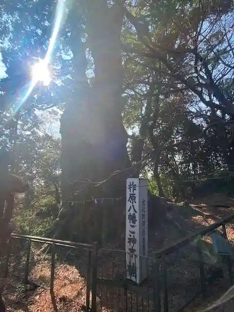 柞原八幡宮(大分県)
