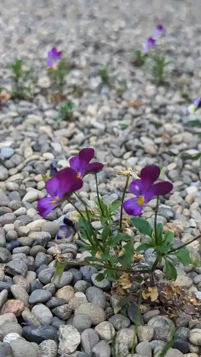 嘉祥寺(京都府)