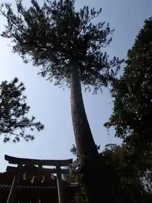 胡禄神社の自然