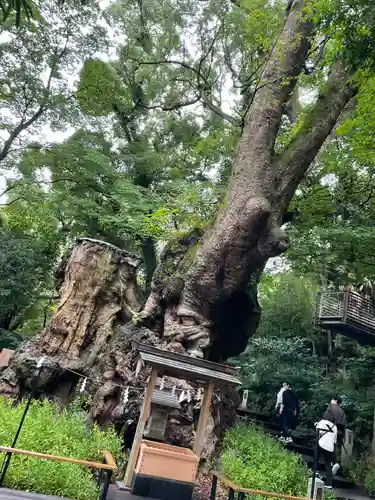 來宮神社(静岡県)
