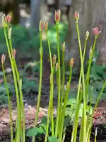山宮浅間神社(静岡県)