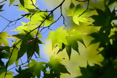 善峯寺(京都府)