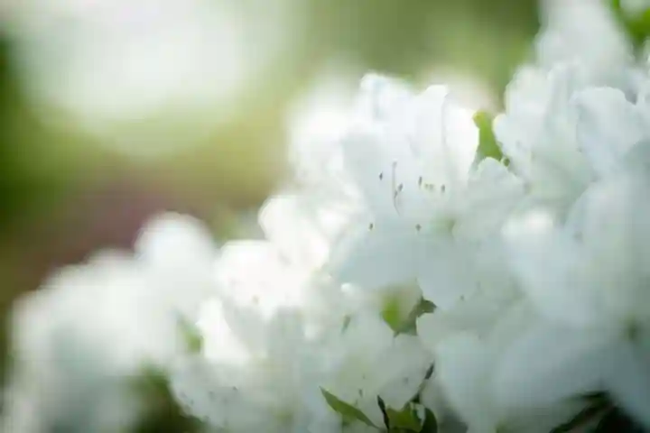 長谷寺(長野県)