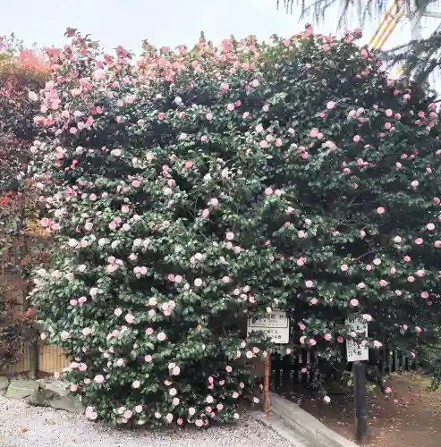 中野沼袋氷川神社の{uncategorized: "未分類", other: "その他", undefined: "問題あり", building: "その他建物", grave: "お墓", sacred_gate: "鳥居", guardian: "狛犬", statue: "像", buddha: "仏像", history: "歴史", nature: "自然", garden: "庭園", animal: "動物", pagoda: "塔", temizu: "手水舎", mountain_gate: "山門・神門", sanctuary: "本殿・本堂", subordinate: "末社・摂社", art: "芸術", scenery: "景色", jizo: "地蔵", ema: "絵馬", goshuin: "御朱印", omikuji: "おみくじ", items: "授与品その他", amulet: "お守り", goshuincho: "御朱印帳", eats: "食事", festival: "お祭り", votive_dance: "神楽", shichigosan: "七五三参", wedding: "結婚式", experience: "体験その他", initially: "初詣", around: "周辺", anti_infection: "感染症対策"}