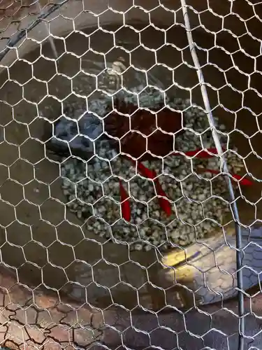 東京大神宮の動物