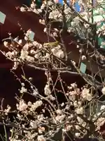 亀戸天神社の自然