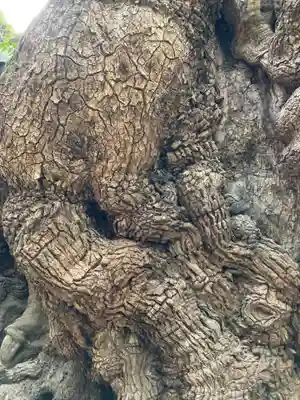 來宮神社(静岡県)