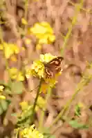 八幡神社(渋草)(愛媛県)