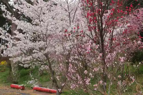 阿久津「田村神社」（郡山市阿久津町）旧社名：伊豆箱根三嶋三社の庭園